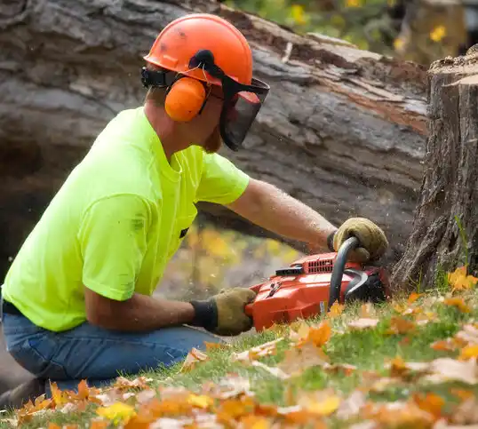 tree services Holly Ridge